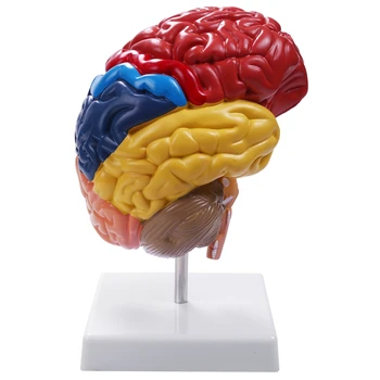 מוחי אנטומי דגם אנטומיה 1:1. חצי המוח גזע המוח מלמד ציוד מעבדה