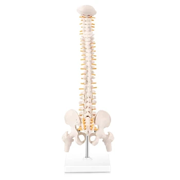 מיניאטורי עמוד השדרה מודל האנטומיה של, 15.5 אינטש מיני השדרה מודל עם עצבים בעמוד השדרה, האגן, עצם הירך, רכוב על הבסיס.