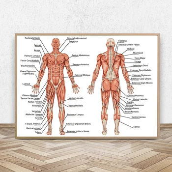 זכר אנושי מערכת השרירים בד הדפסי אמנות רפואית חינוכית לוח ציור פוסטרים הרופא הקיר במשרד אמנות עיצוב תמונה